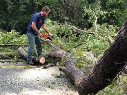 Reliable Rocky Mount, VA Tree Services Solutions